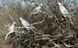 Комплект чучел горлицы Lucky Duck Clip On Dove