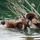 Жилет для собак Avery Boater's Dog Parka