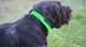 Ошейник Duckhunt PVC 25 Lime Green
