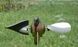 Чучело горлицы с проворачивающимися крыльями Lucky Duck Air Dove