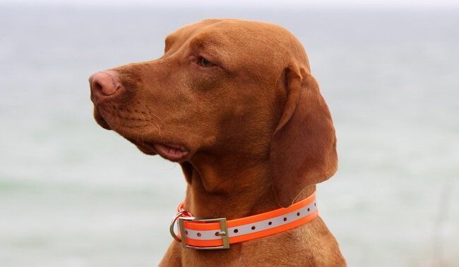 Ошейник TPU Reflective Collar 25 Orange