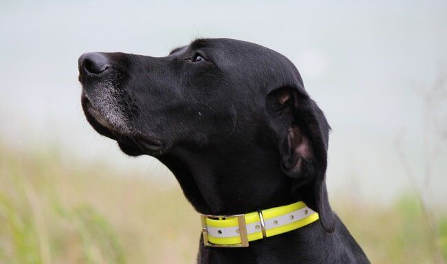 Ошейник TPU Reflective Collar 25 Orange
