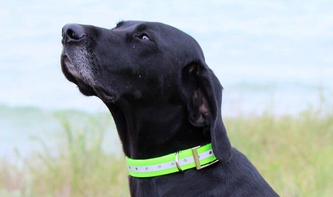 Ошейник TPU Reflective Collar 25 Orange
