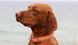 Ошейник TPU Reflective Collar 25 Orange