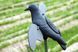 Чучело вороны MOJO Crow