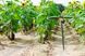 Муляж мотоголуба Mojo Voodoo Dove