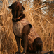 Жилет для собак Avery Standart Dog Parka MAX-5