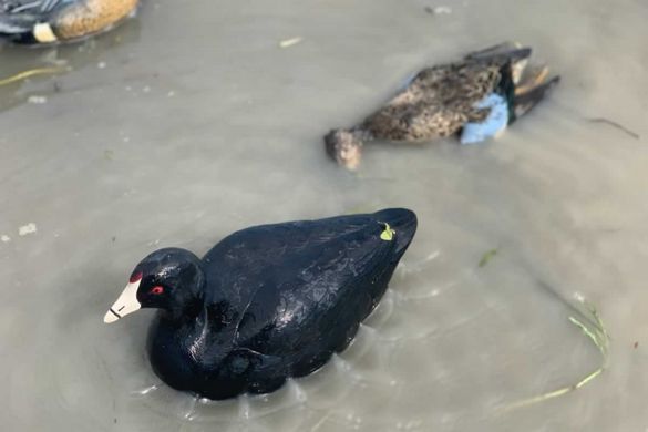 Чучела лысухи MOJO Coot Confidence Decoys (6-pack)