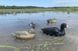 Чучела лысухи MOJO Coot Confidence Decoys (6-pack)