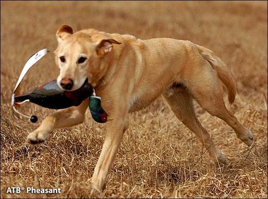 Поноска фазан Avery EZ Bird Pheasant