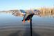 Чучело мотоутки MOJO&reg; Elite Series&trade; - Mini Mallard Hen